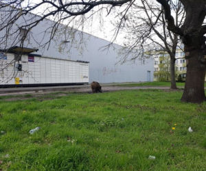 Dziki na toruńskim Rubinkowie. Beztrosko biegały po okolicy