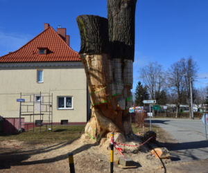 Węgorzewo: Obumarłe drzewo z początku XX wieku zmienią w... RZEŹBĘ! [ZDJĘCIA]