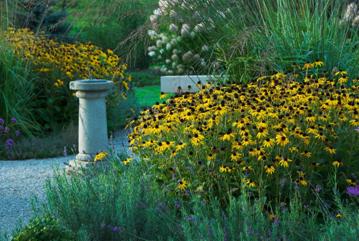 Rudbekie