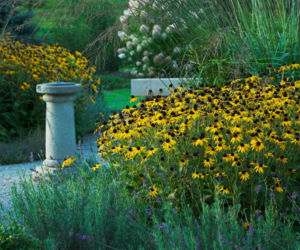 Rudbekie