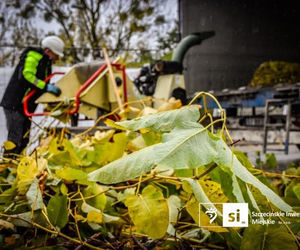 Usuwanie rdestowca na budowie Trasy Północnej