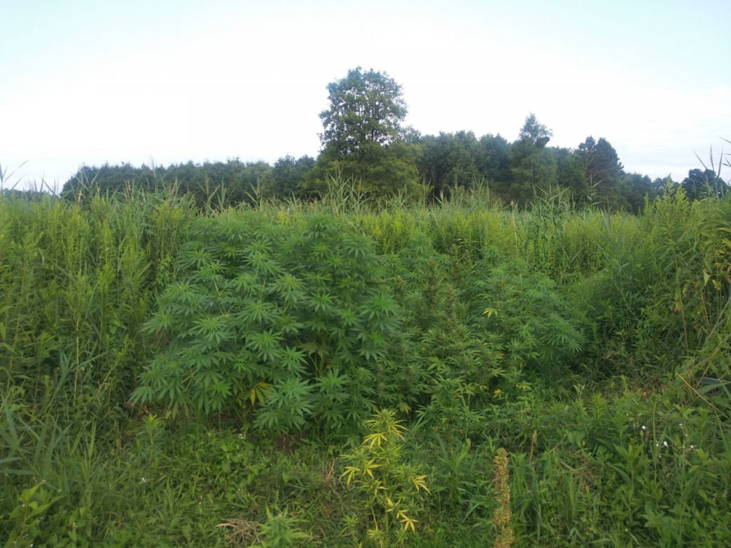 Wielkie plantacje konopi indyjskich pod Tarnobrzegiem. Uprawiali je dwaj mieszkańcy Stalowej Woli