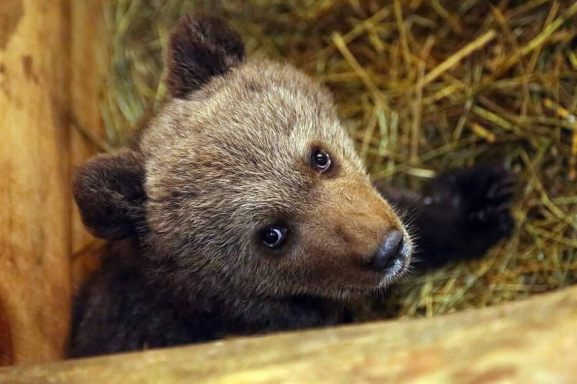 NIEDŹWIADEK ZAMIAST DO LASU TRAFIŁ DO ZOO.