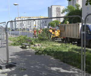 Wycinka drzew na Mokotowie. Mieszkańcy zbulwersowani, tramwajarze uspokajają