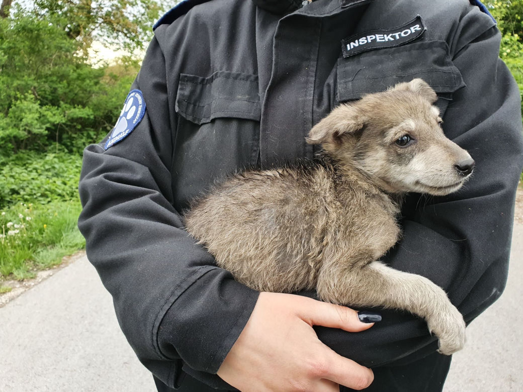 Makabra pod Płockiem! "Z głodu zjadały same siebie, spały w dywanie z odchodów" [ZDJĘCIA]