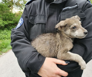 Makabra pod Płockiem! Z głodu zjadały same siebie, spały w dywanie z odchodów [ZDJĘCIA]