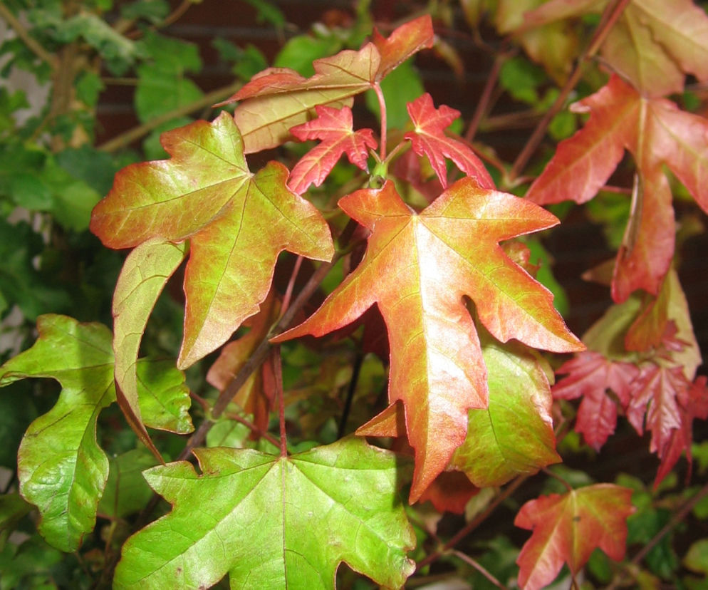 Klon ORIENTALIA® 'Minorient'