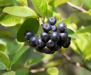 aronia owoce