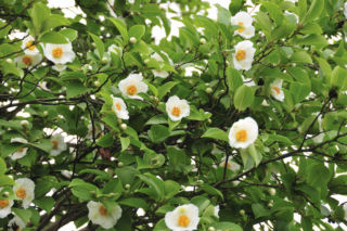 Stewarcja kameliowata – egzotyczna piękność do ogrodu! 