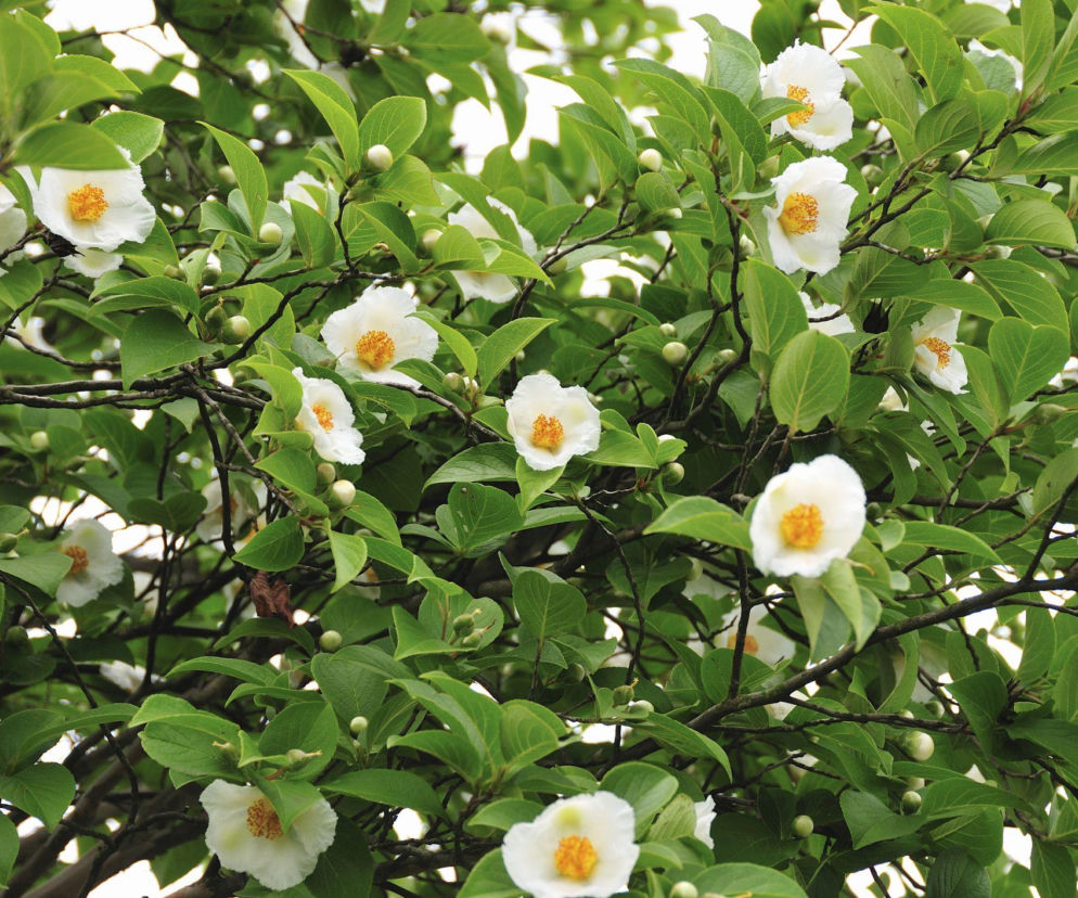 Stewarcja kameliowata – egzotyczna piękność do ogrodu! 