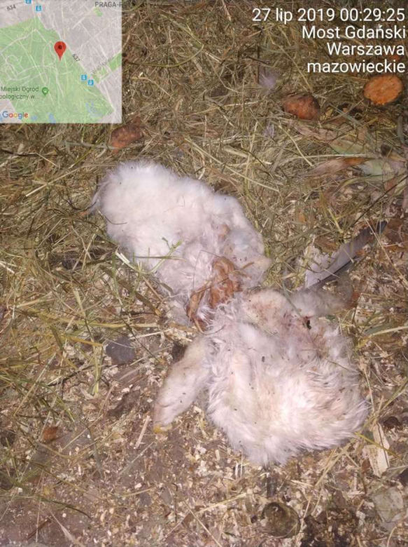 Martwe zwierzęta w warszawskim zoo?! Wykryto niewiarygodne nieprawidłowości