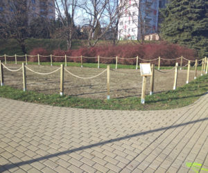 Łąka kwietna powstała na rzeszowskich bulwarach. Kwiaty będą walczyły ze smogiem