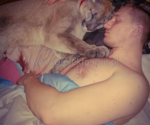 Trzymał w domu pumę. Został skazany