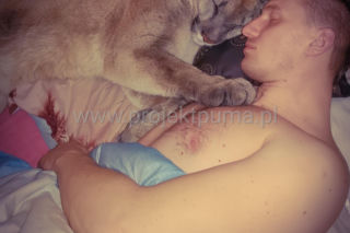 Trzymał w domu pumę. Został skazany