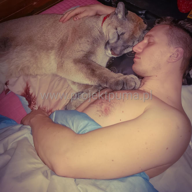 Trzymał w domu pumę. Został skazany