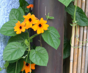 Tunbergia