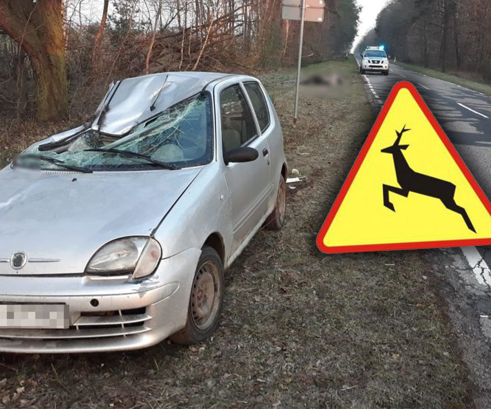 Seicento przeżyło spotkanie z łosiem
