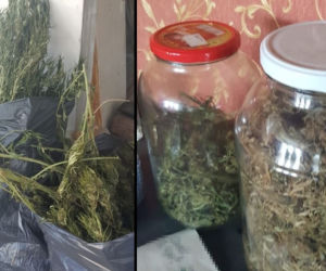 Plantacja konopi indyjskich zlikwidowana na Pomorzu! [ZDJĘCIA]