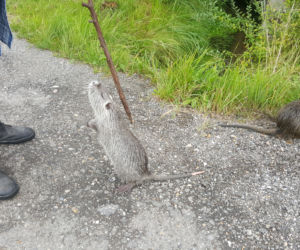 Nutrie z jaworznickiej Byczyny