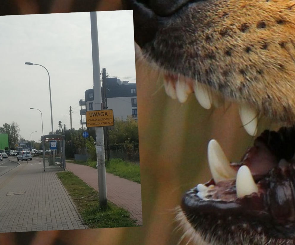 Wścieklizna w Warszawie