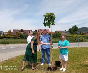 sadzenie klonów przy Szpitalu Żywiec 