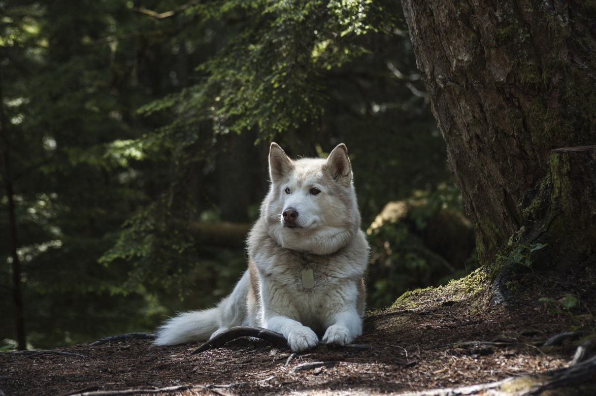 HUSKY