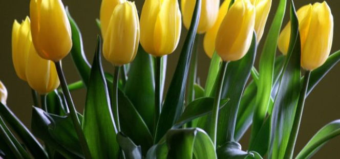 Tulipany - kolory, przez które możesz zaliczyć wpadkę 8 marca 
