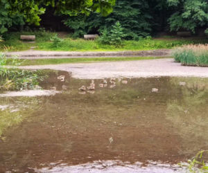 Wyschnięty Staw Wędkarski w Szczecinie
