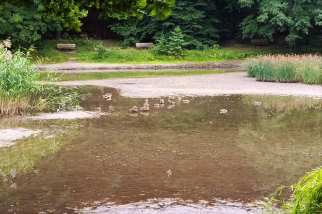 Wyschnięty Staw Wędkarski w Szczecinie