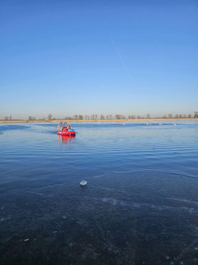 Makabryczny widok nad jeziorem! 50 martwych łabędzi. Wiadomo, co je zabiło