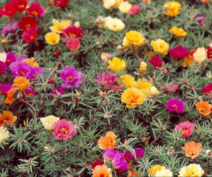 portulaka