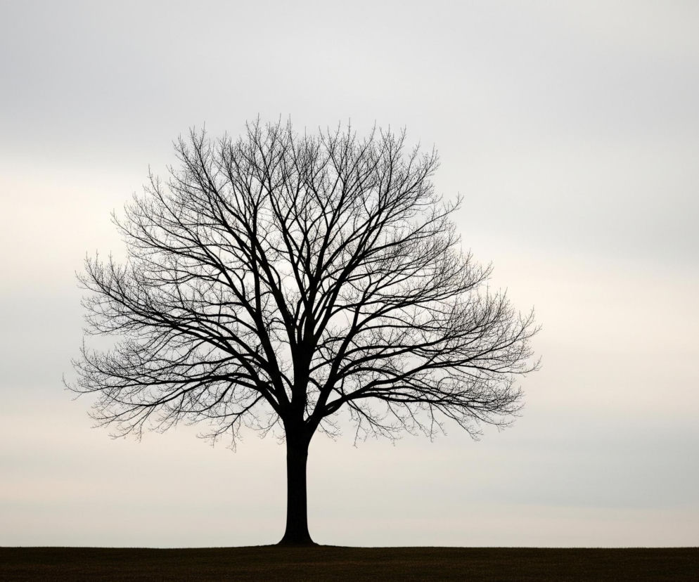 Na pierwszym planie, centralnie, stoi samotne, bezlistne drzewo, którego gałęzie tworzą ciemną, rozłożystą koronę na tle jasnego nieba. Cienki pień unosi się z ciemnego, brązowo-czarnego, płaskiego gruntu, który stanowi dolną część obrazu. Niebo, zajmujące większą część kadru, jest w odcieniach szarości i bieli, jaśniejsze w dolnej części i ciemniejsze ku górze, co nadaje scenie delikatnie pochmurny, ale spokojny charakter.