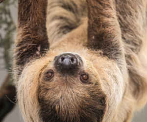 Wrocławskie zoo szuka imienia dla młodego leniwca