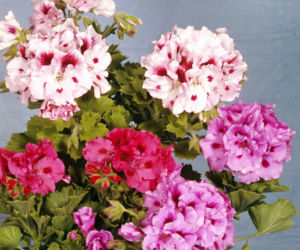 Pelargonia