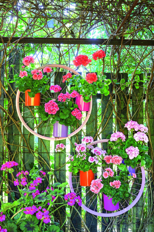Pelargonie na 1001 sposobów – dekoracja odjechana