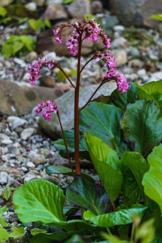 Bergenia