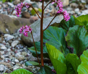 Bergenia