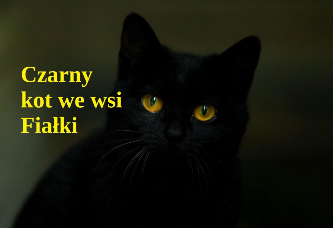 Czarny kot we wsi Fiałki