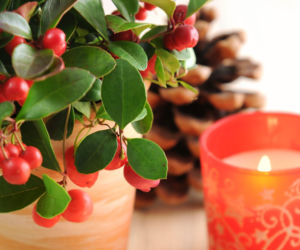 Golteria rozesłana – zimozielona ozdoba świątecznych aranżacji!
