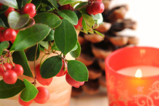 Golteria rozesłana - świetna roślina do bożonarodzeniowych dekoracji i ogrodów pełnych kolorów