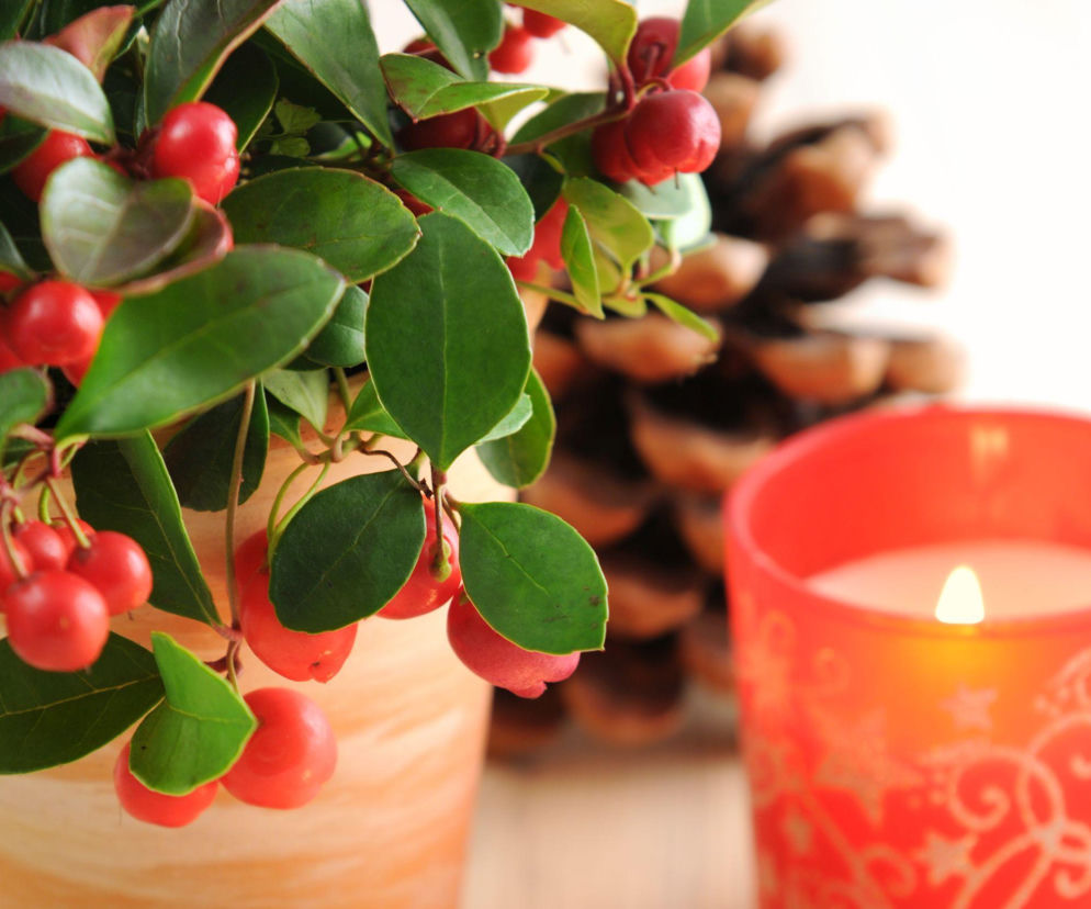 Golteria rozesłana – zimozielona ozdoba świątecznych aranżacji!