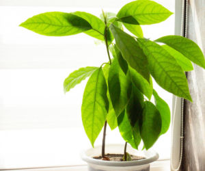 Awokado