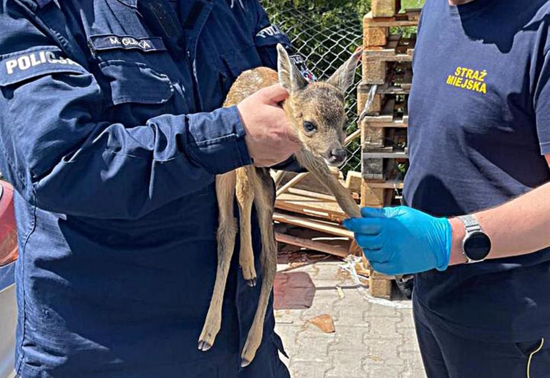 Wycieńczona sarna na środku drogi