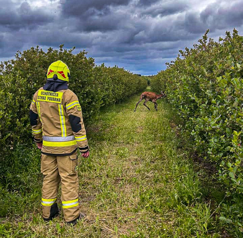 Jelonek utknął w śmiertelnej pułapce. Bezbronne zwierzę wyło o pomoc