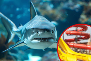 Śmierć rekinów po awarii w Redzie! Aquapark ujawnia, co z pozostałymi zwierzętami. Wydano komunikat