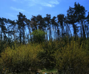 W lesie koło Śremu rosły konopie. Ktoś o nie regularnie dbał