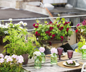 Pelargonie