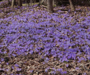 To jedna z najpiękniejszych wsi w Małopolsce. Jest dumą Podhala, która powstała pastwiskach