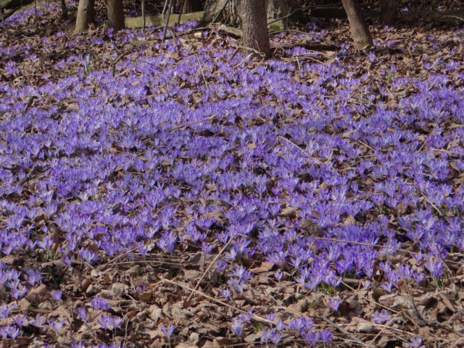 To jedna z najpiękniejszych wsi w Małopolsce. Jest dumą Podhala, która powstała pastwiskach