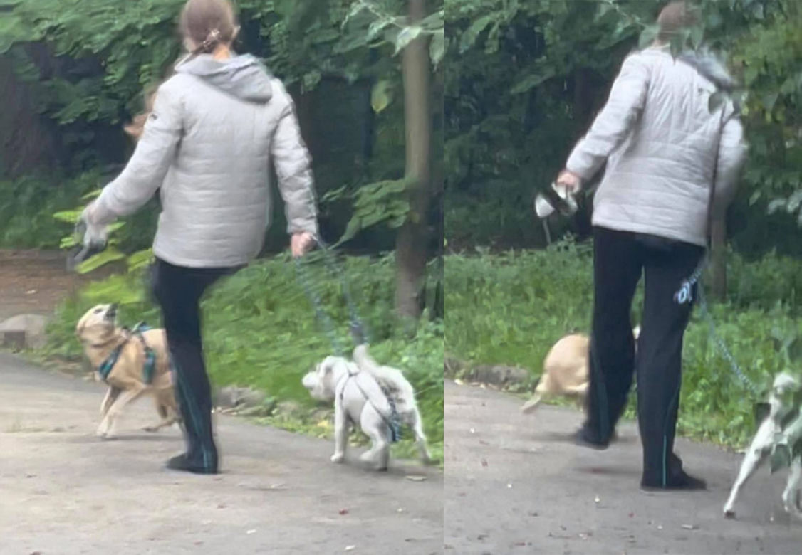 Bestialsko znęcała się nad psami. Po kopnięciu, zwierze wydało głośny pisk